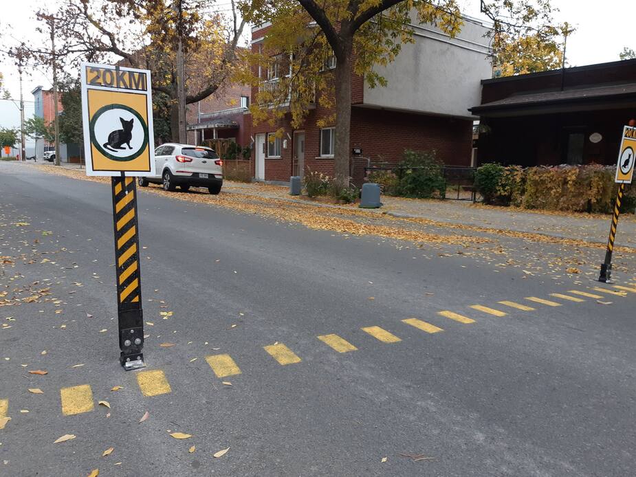 Les chats en balade sur la rue Wurtele, dans
l’arrondissement Ville-Marie à Montréal lundi le 28 septembre 2020, bénéficient d’une traverse piétonne de fortune qui invite les automobilistes à ralentir afin de ne pas troubler leur promenade.
BÉATRICE ROY-BRUNET/24 HEURES/AGENCE QMI
