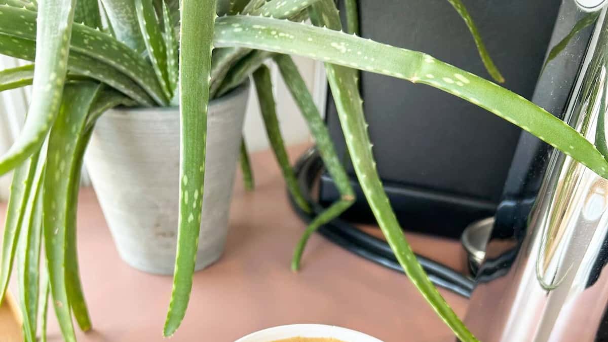 7 cafés de région à apprivoiser