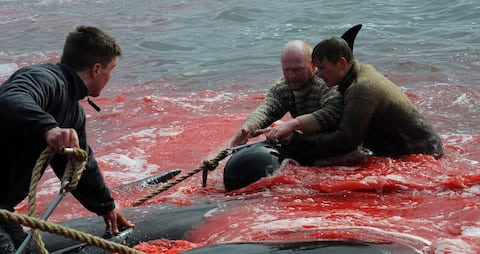 In the Faroe Islands, passion after killing 1,400 dolphins