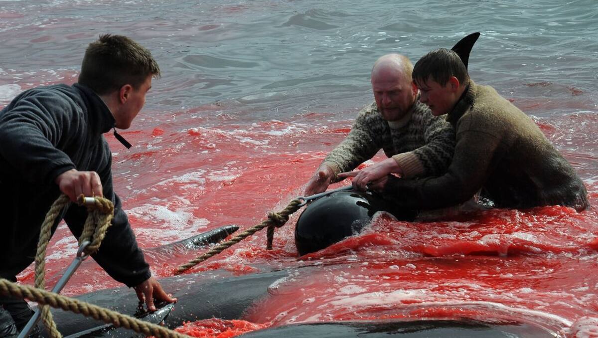 Les îles Féroé vont évaluer la chasse au dauphin