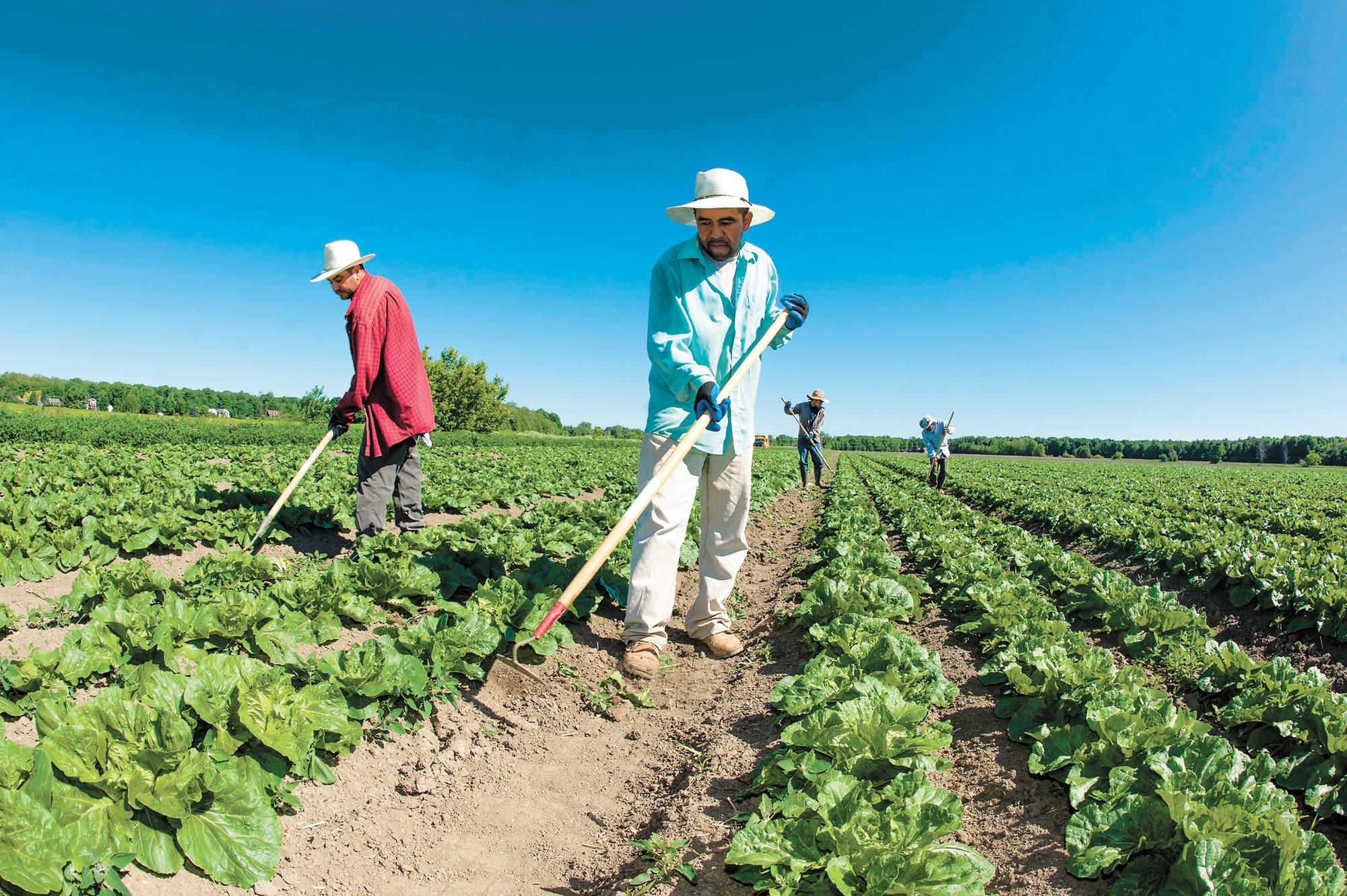 Travailleurs &eacute;trangers temporaires: &laquo;Les gens deviennent extr&ecirc;mement vuln&eacute;rables&raquo;, selon un organisme