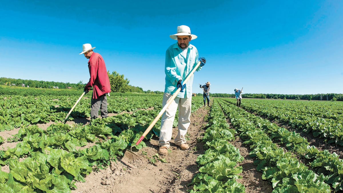 Travailleurs étrangers temporaires: «Les gens deviennent extrêmement vulnérables», selon un organisme