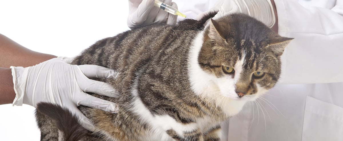 Une Veterinaire Confond Le Sexe D Un Chat Pendant Une Operation Jdq Une Veterinaire Confond Le Sexe D Un Chat Pendant Une Operation Jdq