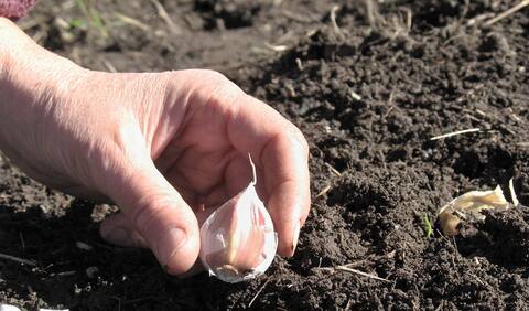 CASA 0912 Fleurs et potager