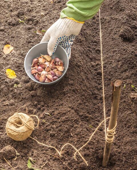 CASA 0912 Fleurs et potager