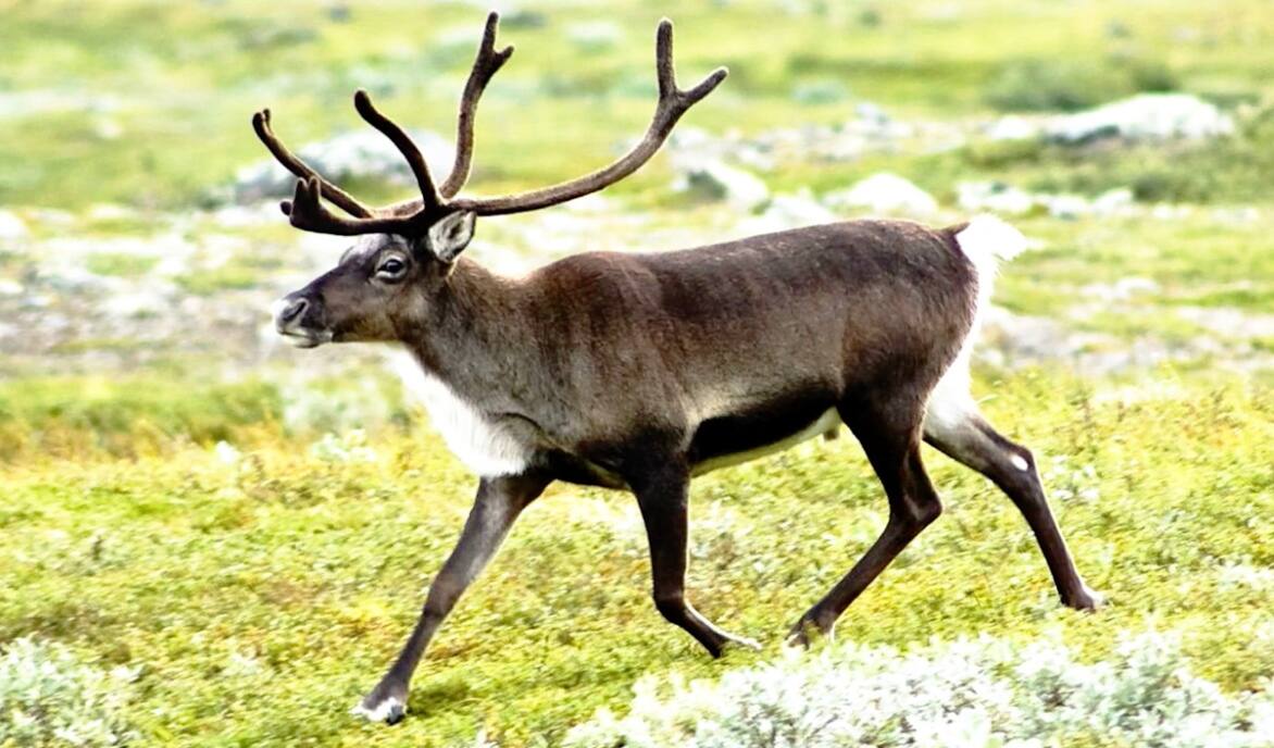 Des manteaux naskapis en caribou valent une fortune | JDM