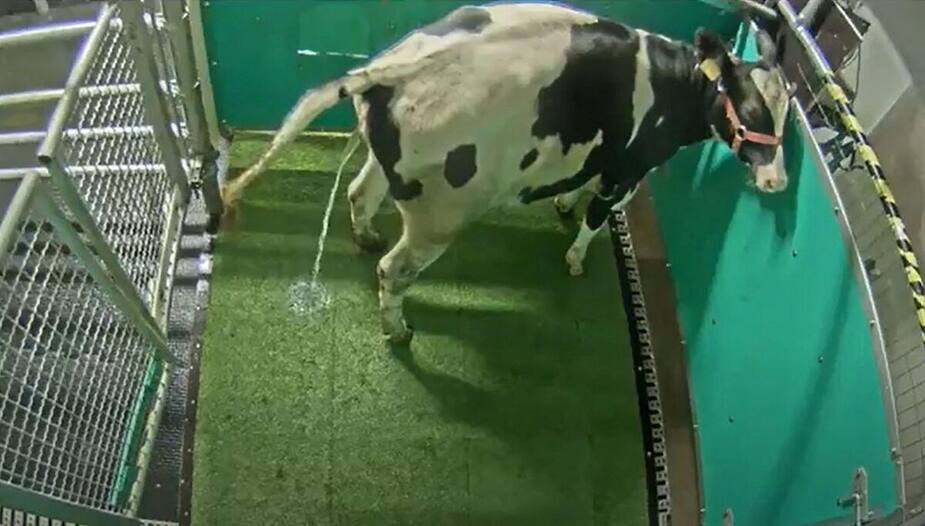 Image principale de l'article Des vaches domptées pour uriner dans des toilettes