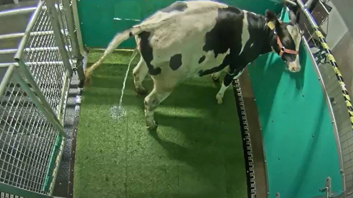 Des vaches dressées pour aller au petit coin