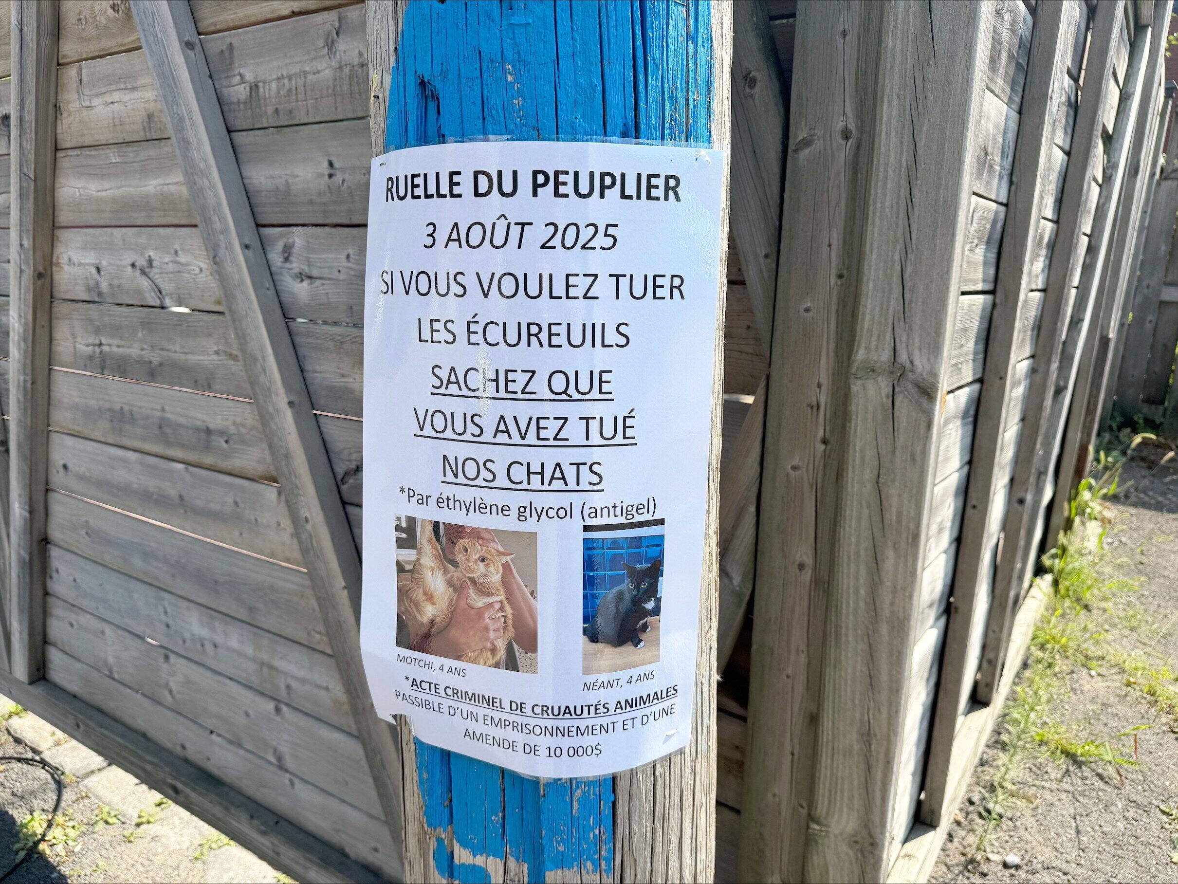 Angoisse dans une ruelle montr&eacute;alaise: deux chats d&eacute;c&eacute;d&eacute;s et un autre hospitalis&eacute; apr&egrave;s avoir vraisemblablement &eacute;t&eacute; empoisonn&eacute;s