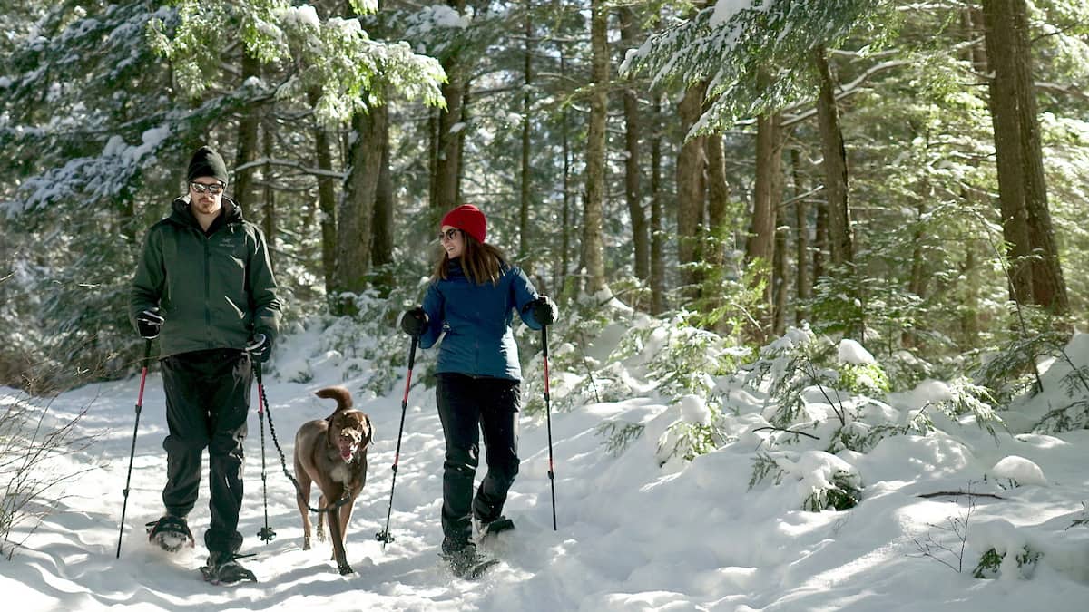 Une forêt pas comme les autres dans le Centre-du-Québec