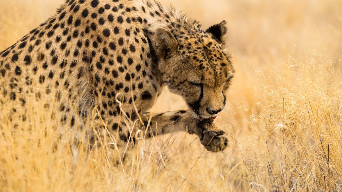 Deux soldats attaqués par le même léopard en trois jours en Afrique du Sud