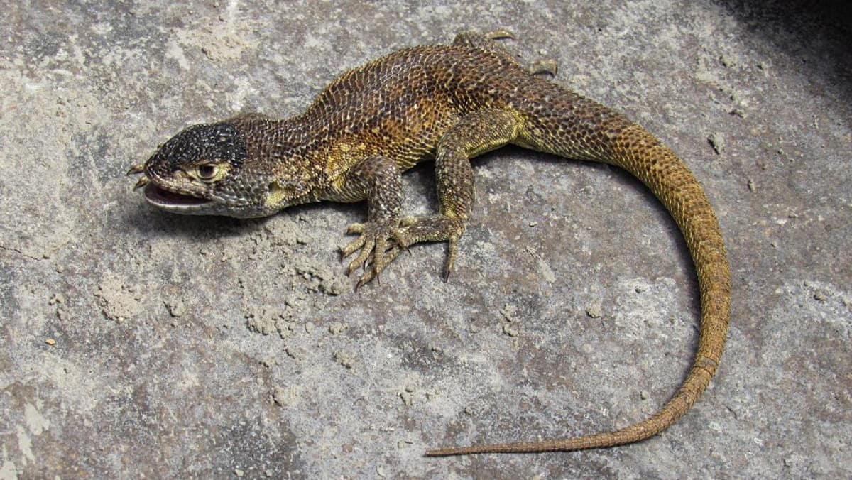Une nouvelle espèce de lézard découverte dans le sud du Pérou