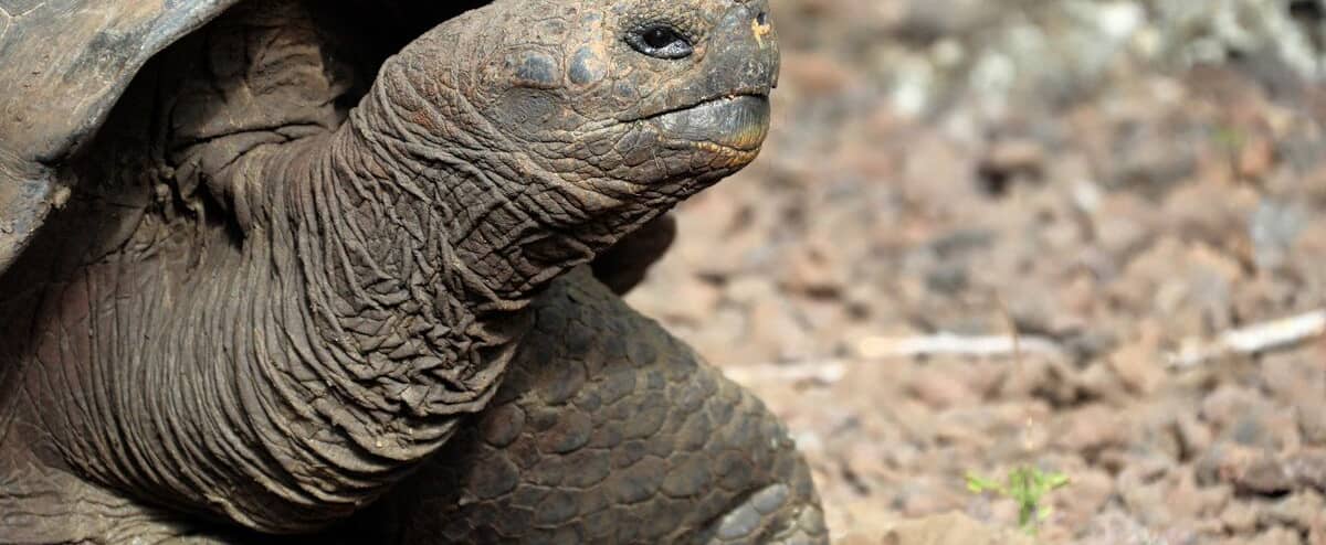 Many cold-blooded species hardly age at all Many cold-blooded species hardly age at all