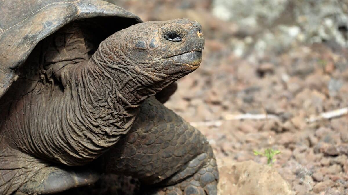 Galapagos: une nouvelle espèce de tortue détectée par ADN