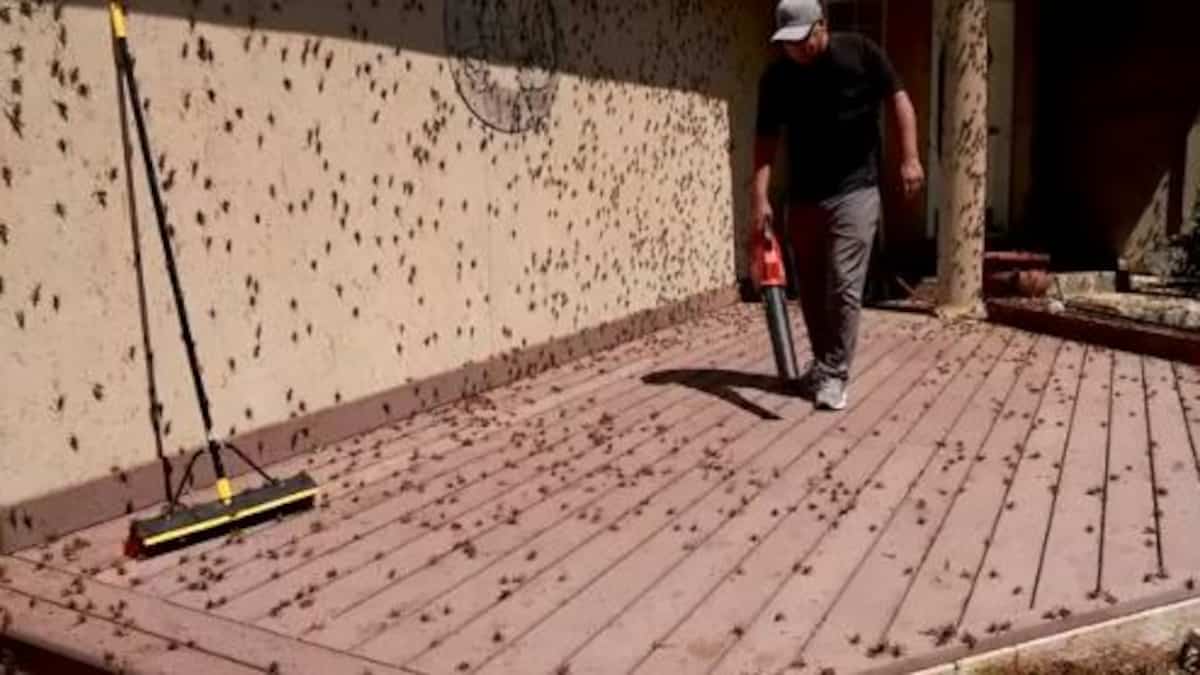 In the video | A city is completely overrun by locusts In the video | A city is completely overrun by locusts