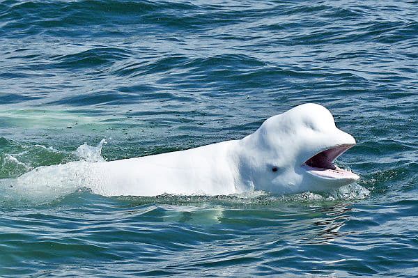L'histoire de F&eacute;lix le b&eacute;luga pour la sauvegarde de l'esp&egrave;ce