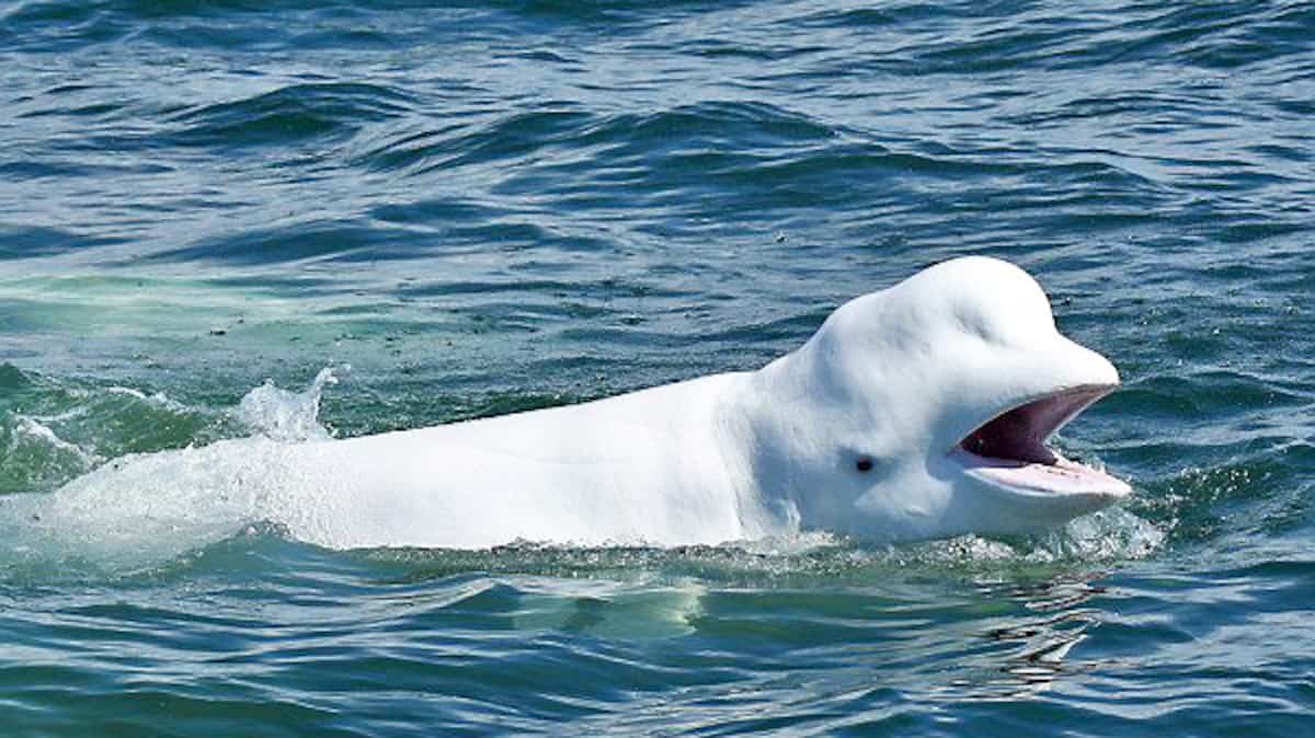 L'histoire de Félix le béluga pour la sauvegarde de l'espèce