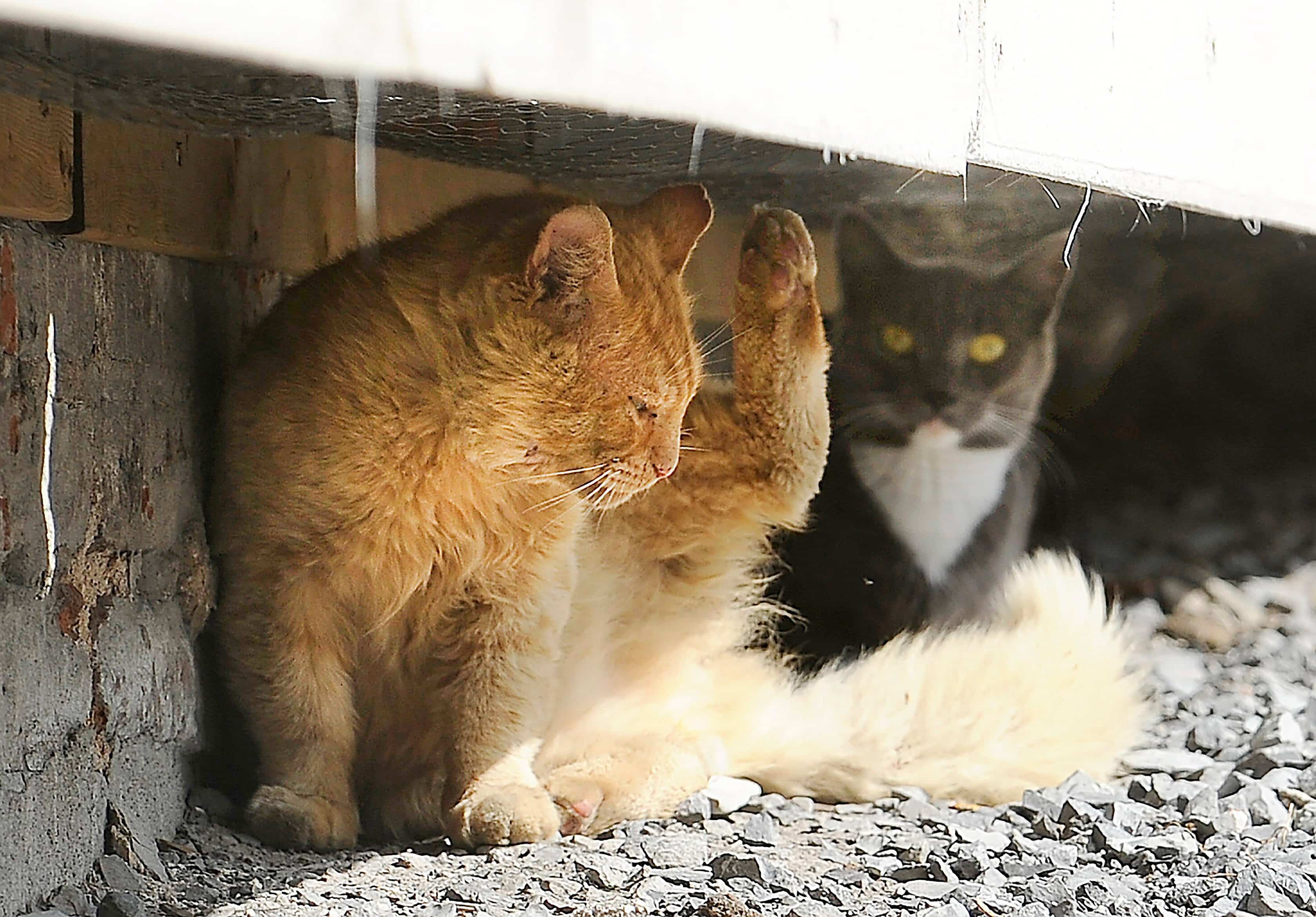 Aider les chats errants à braver l’hiver