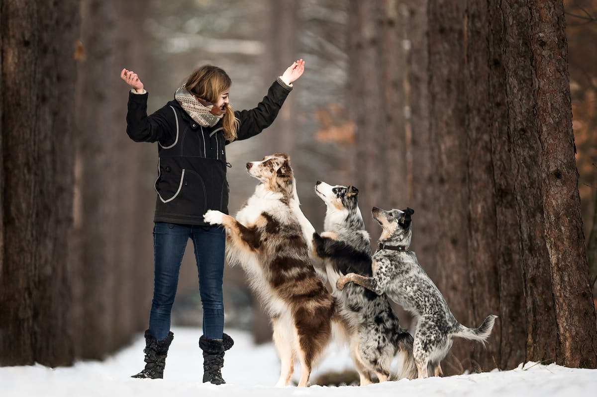Spectacles canins: renouer enfin avec le public qu&eacute;b&eacute;cois