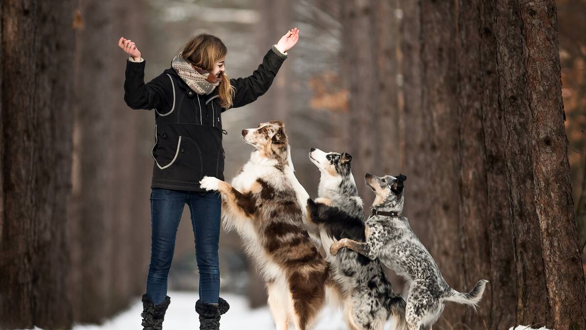 Spectacles canins: renouer enfin avec le public québécois