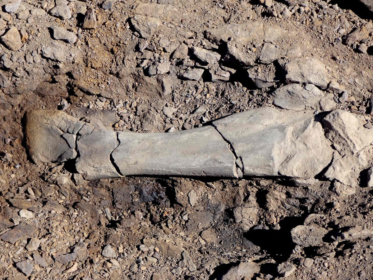 Restos de dinosaurios fueron descubiertos por primera vez en Chile