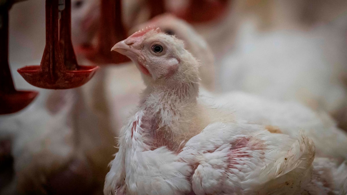 1,2 M$ pour les aider les producteurs de volailles