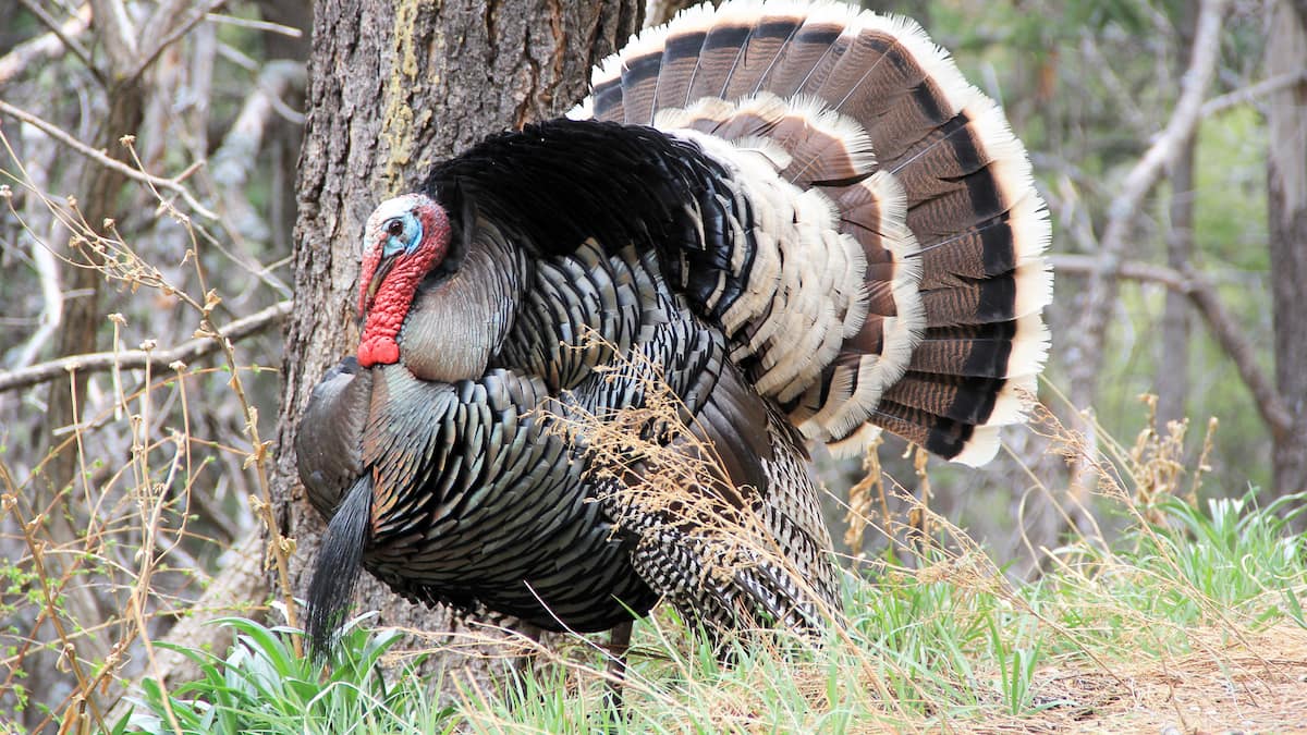 Le dindon sauvage prospère au Québec | JDQ