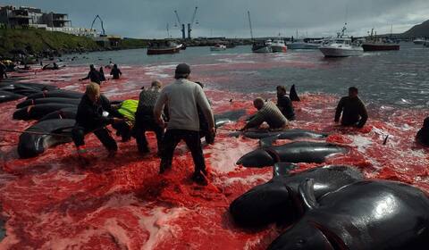 In the Faroe Islands, passion after killing 1,400 dolphins