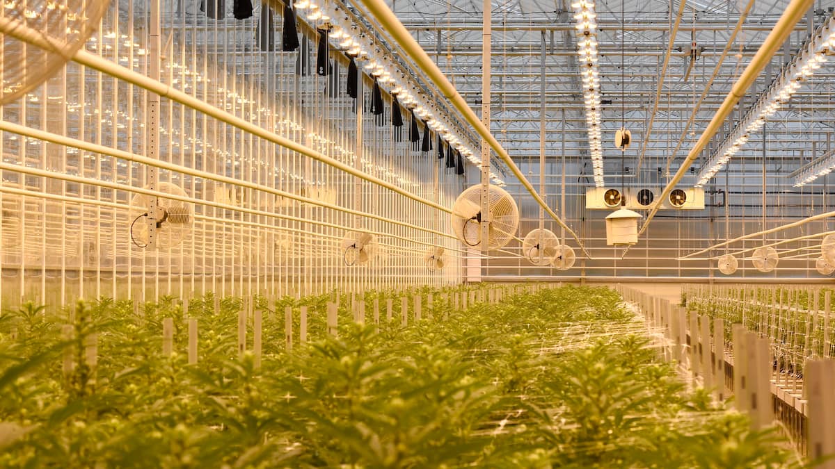 Le producteur de pot HEXO courtise Québec