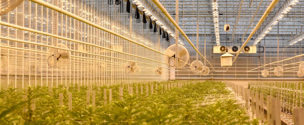 Québec a discuté d’une aide financière à l’entreprise HEXO