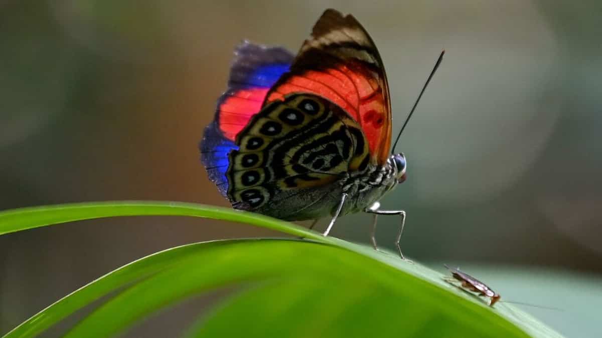 Les papillons d'Équateur peinent à s'adapter au changement climatique