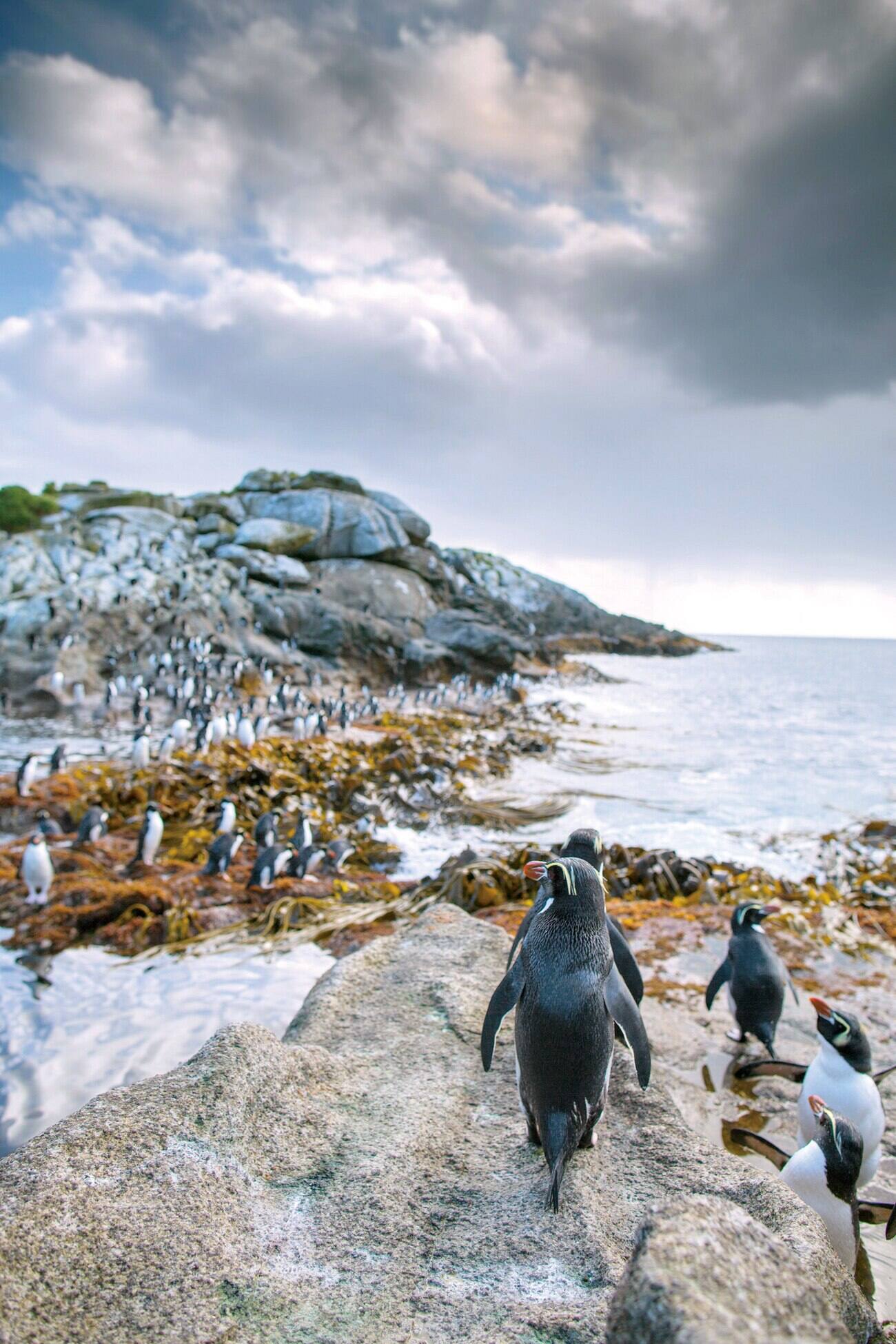 Nouvelle-Zélande sauvage | Un monde à part | 7 Jours