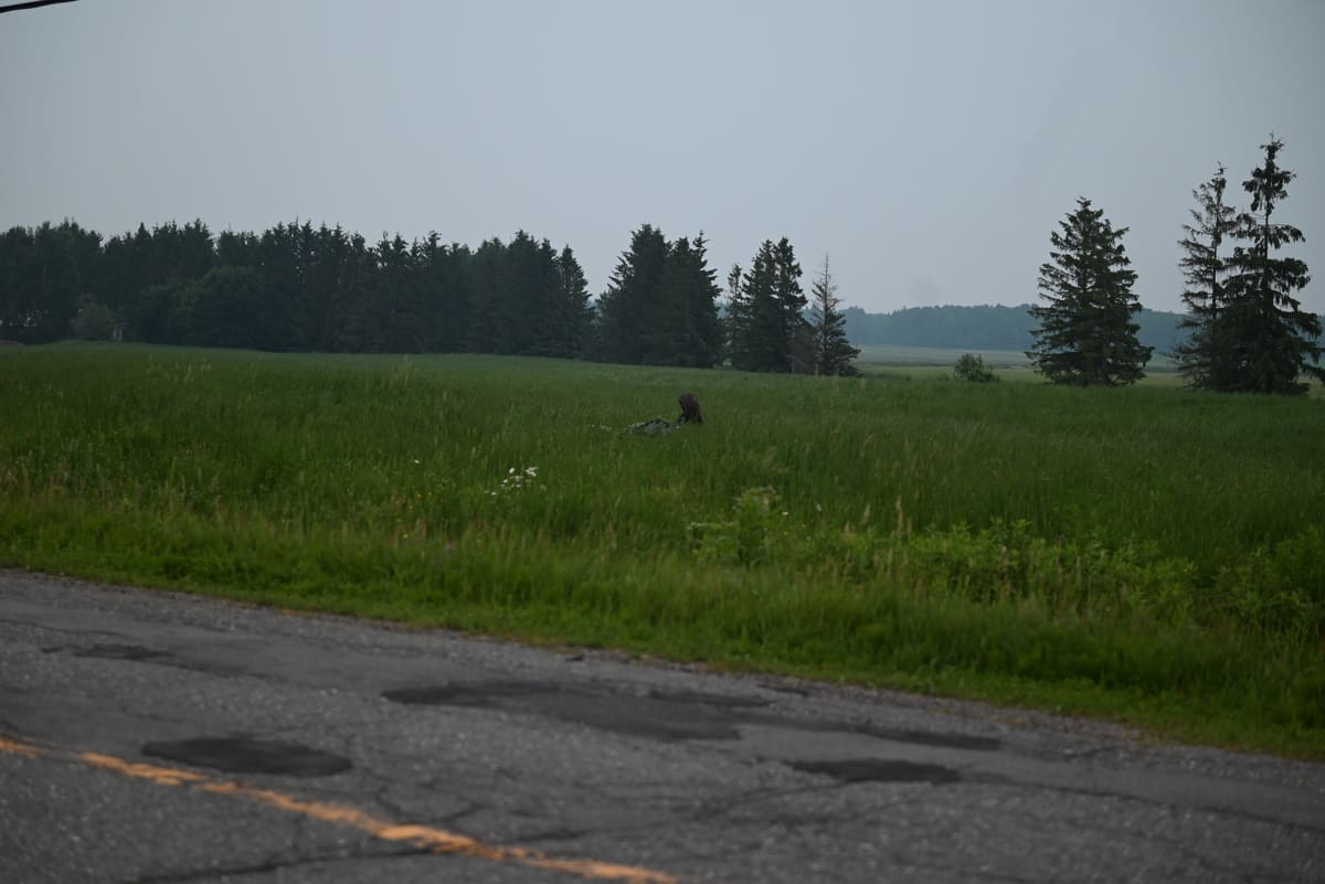La tragedia ocurrió el 25 de junio de 2023, alrededor de las 19:45 horas, en una zona rural cerca del 1535 de chemin Lambert, en Lévis.
