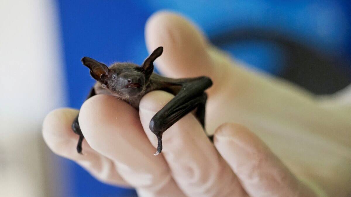 Une planète plus chaude, des animaux plus malades