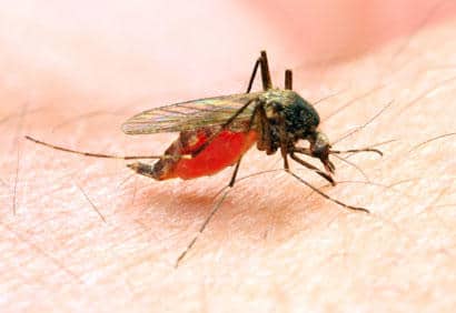 Les insectes du Québec: lequel pique et lequel mord? | Coup de pouce