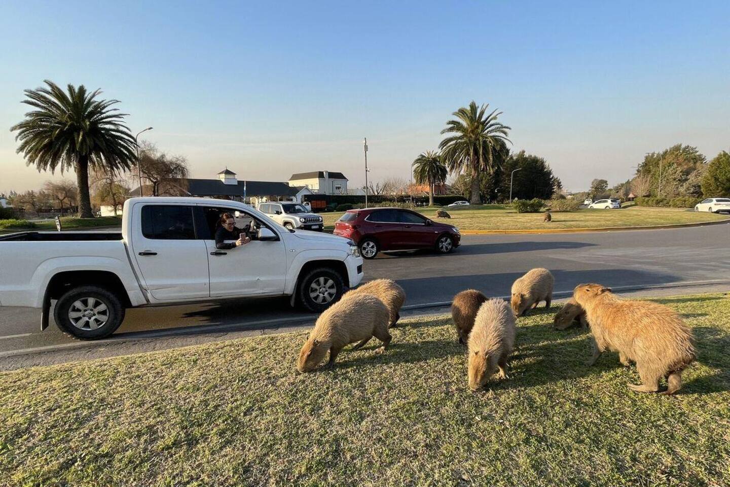 Argentine: chassés de leur habitat, des capybaras sèment la zizanie dans les beaux quartiers