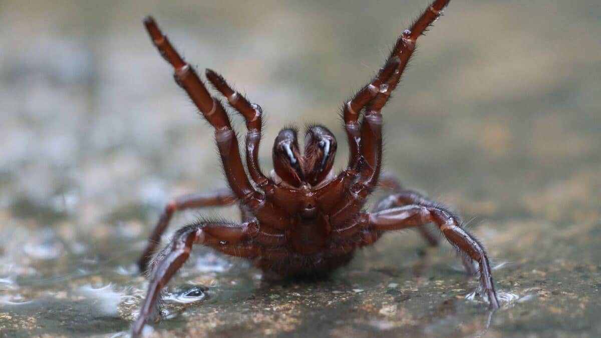 Austrália: alerta de tarântula após inundações Austrália: alerta de tarântula após inundações