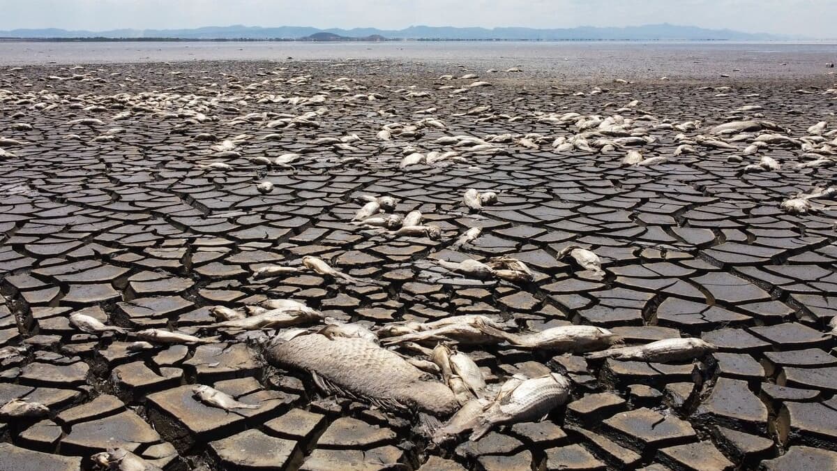 Au Mexique, la sécheresse tue des milliers de poissons dans un lac