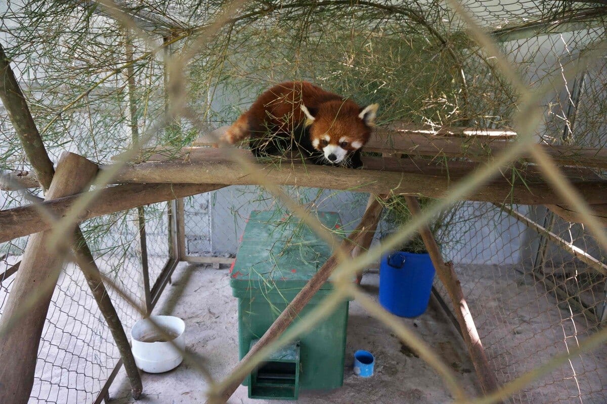 16 photos de pandas roux qui vous feront découvrir votre nouvel animal ...
