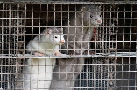 DENMARK-HEALTH-VIRUS-ANIMAL-MINK DENMARK-HEALTH-VIRUS-ANIMAL-MINK