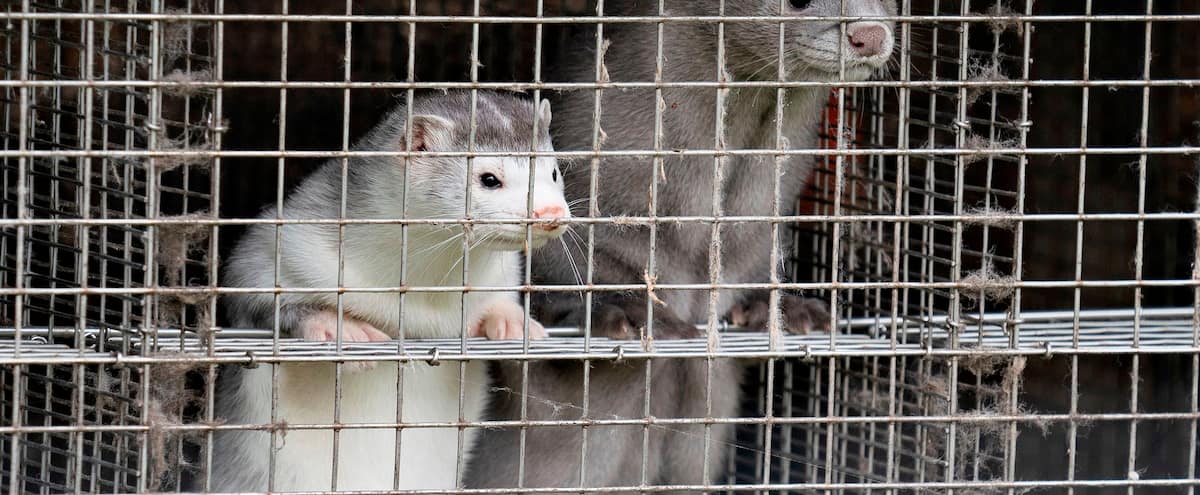 Hundreds of thousands of mink infected with COVID-19 slaughtered 1