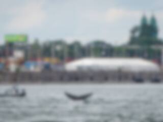 Une baleine à bosse s’amuse à Montréal