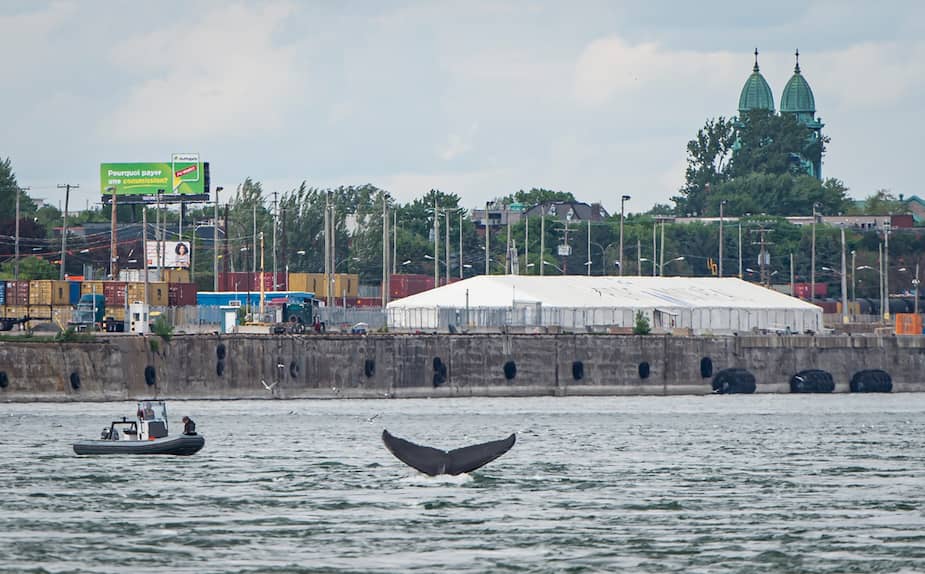 Une baleine à bosse a offert un spectacle inusité samedi dans le fleuve Saint-Laurent, près du Vieux-Port de Montréal et du pont Jacques-Cartier.
