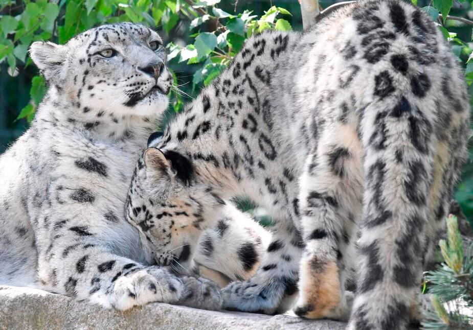 Cette image d'archives montre des léopards des neiges au zoo de Stuttgart, en Allemagne.