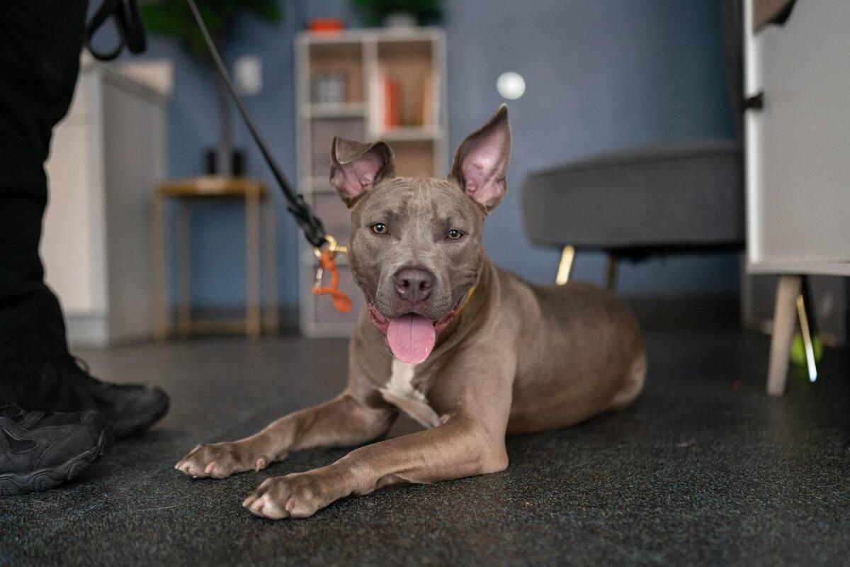 Chiens aux &Eacute;tats-Unis: certaines r&egrave;gles &agrave; la fronti&egrave;re abandonn&eacute;es