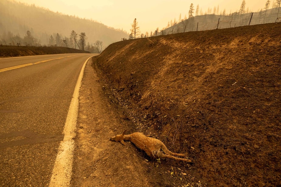 Image principale de l'article Un feu de forêt ravage la Californie, 4 morts