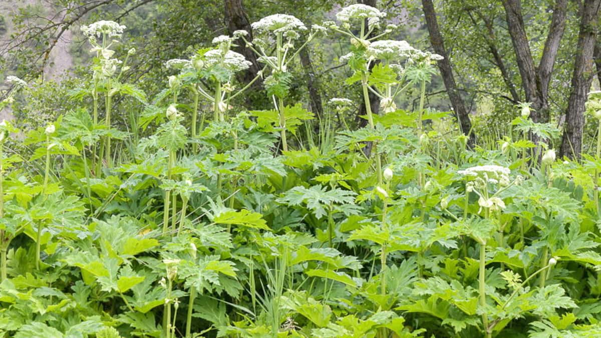 Plante Envahissante Causant Des Br lures Faut il S inqui ter De La plante-envahissante-causant-des-br-lures-faut-il-s-inqui-ter-de-la