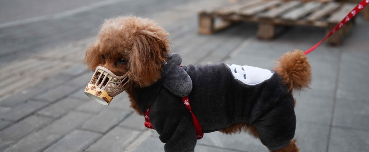 Téléchargement gratuit Images Un Chien Declare Faiblement Positif Au Covid 19 A Hong Kong Jdm le plus cool par