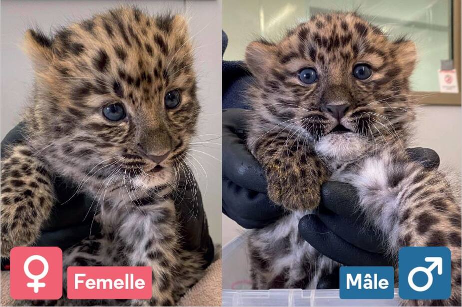 Image principale de l'article Quels noms pour les léopards du Zoo de Granby?