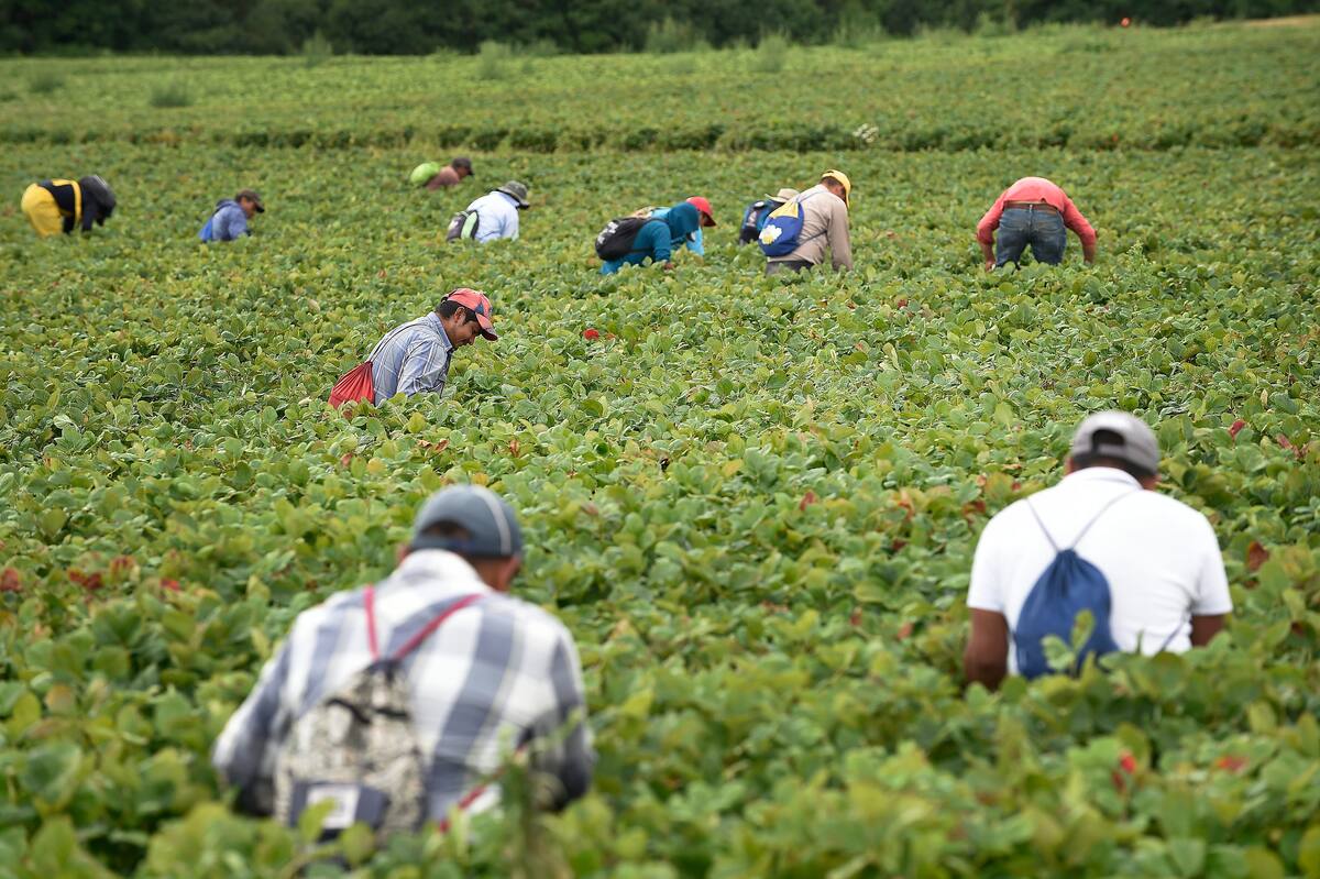 Travailleurs étrangers temporaires: la Cour supérieure va examiner la ...